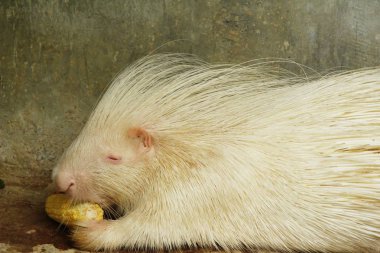 Hayvanat Bahçesi beyaz kirpi