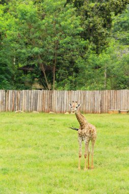 Hayvanat bahçesindeki zürafa