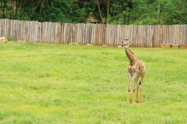 Hayvanat bahçesindeki zürafa