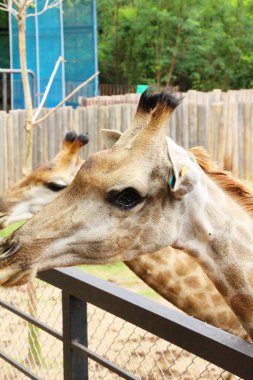 Hayvanat bahçesindeki zürafa