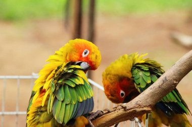 Macore kuş papağan hayvanat bahçesinde güzel