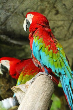 Macore kuş papağan hayvanat bahçesinde güzel