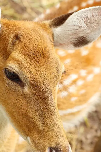 Cerf dans le zoo avec la nature — Photo