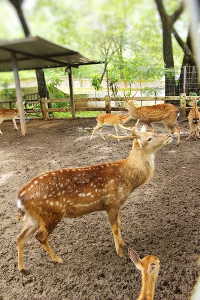 Jeleń w zoo z naturą — Zdjęcie stockowe