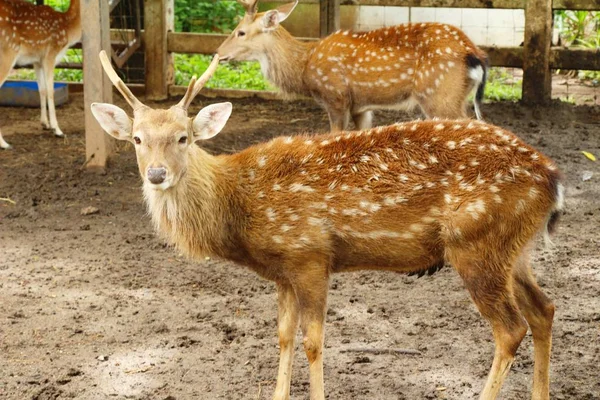 Cerf dans le zoo avec la nature — Photo