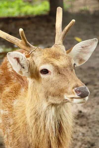 Cerf dans le zoo avec la nature — Photo