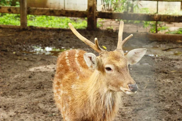 Geyik doğa ile Hayvanat Bahçesi