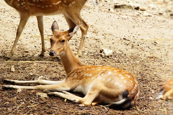 Geyik doğa ile Hayvanat Bahçesi