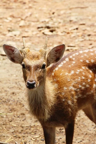 Hjort i zoologisk hage med naturen – stockfoto