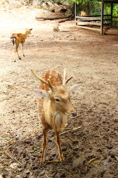 与大自然的动物园里的鹿 — 图库照片