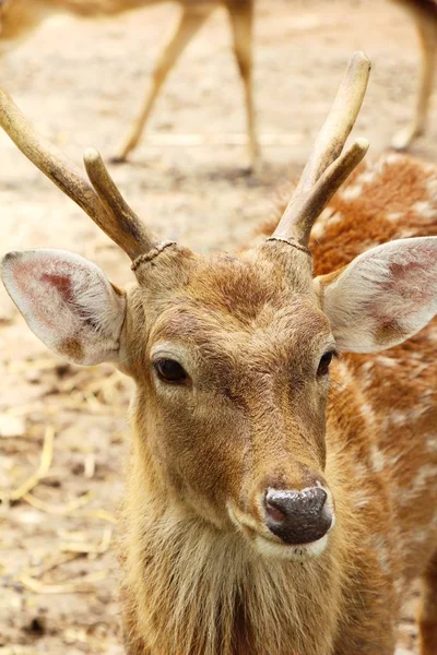 Cerf dans le zoo avec la nature — Photo