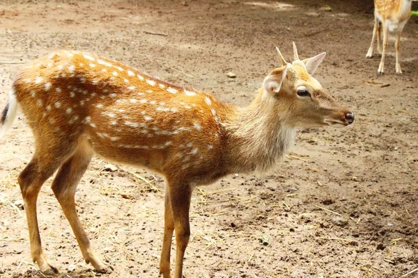 Cerf dans le zoo avec la nature — Photo