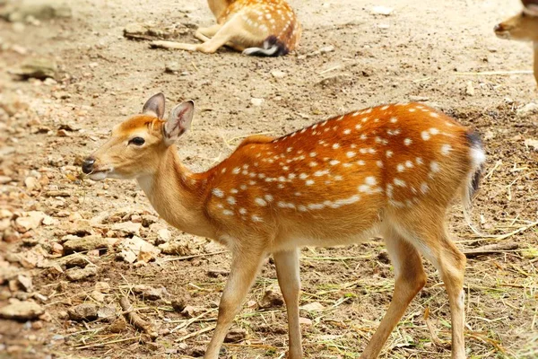 Cerf dans le zoo avec la nature — Photo