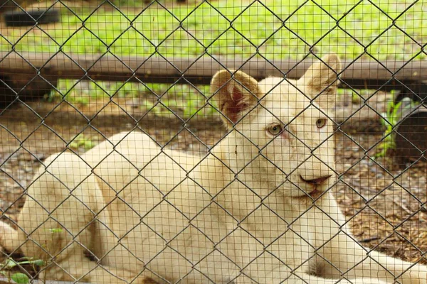 Young white tiger in the zoo enclosure — Stock Photo, Image