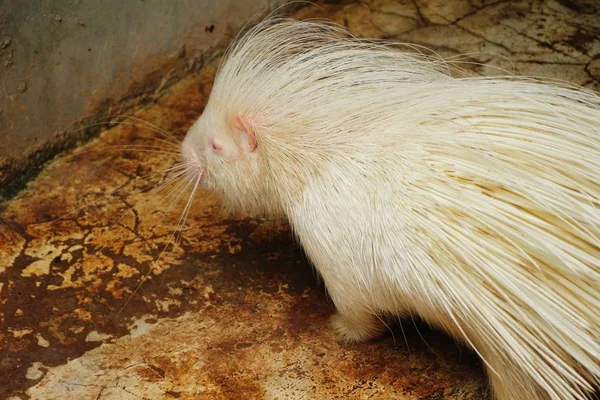 Hayvanat Bahçesi beyaz kirpi