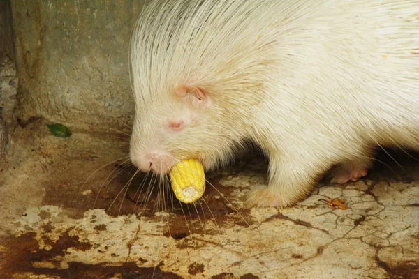 Hayvanat Bahçesi beyaz kirpi