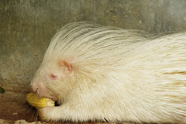 Hayvanat Bahçesi beyaz kirpi