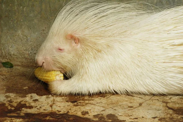 Hayvanat Bahçesi beyaz kirpi