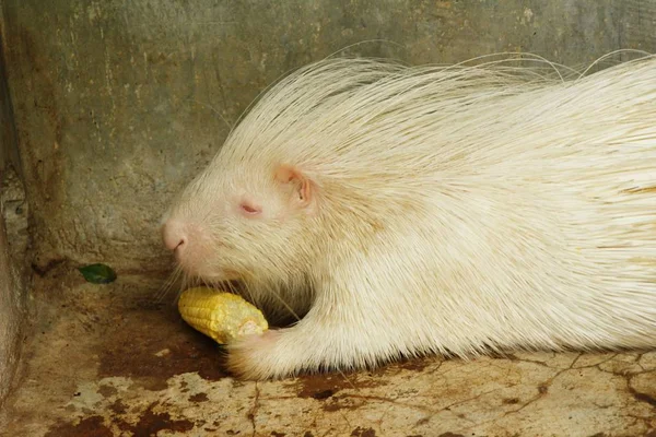 Hayvanat Bahçesi beyaz kirpi