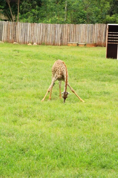 Girafe dans le zoo — Photo