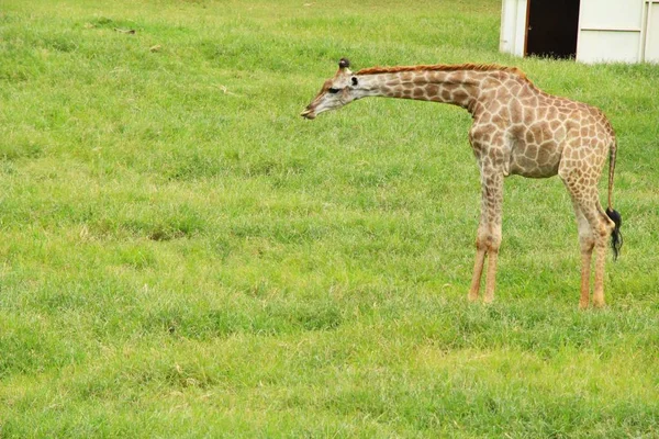 Girafe dans le zoo — Photo