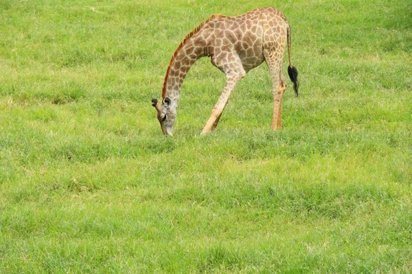 Hayvanat bahçesindeki zürafa