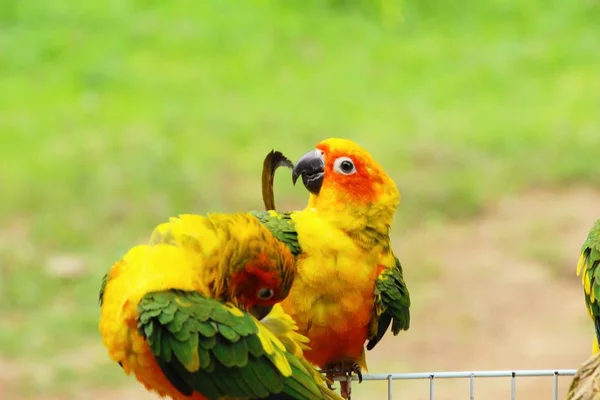 Macore vogels papegaai mooi in de dierentuin — Stockfoto