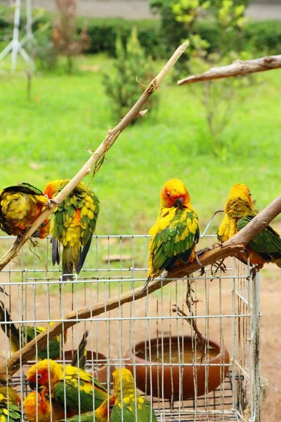 Papagaio pássaro Macore bonito no zoológico — Fotografia de Stock