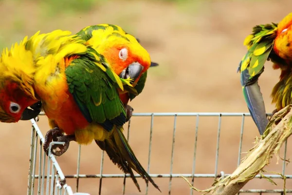 Macore kuş papağan hayvanat bahçesinde güzel