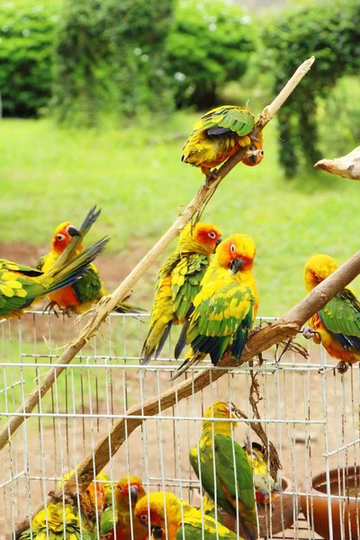 Macore madár papagáj gyönyörű az állatkertben — Stock Fotó