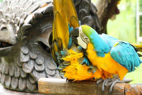 Macore kuş papağan hayvanat bahçesinde güzel — Stok fotoğraf