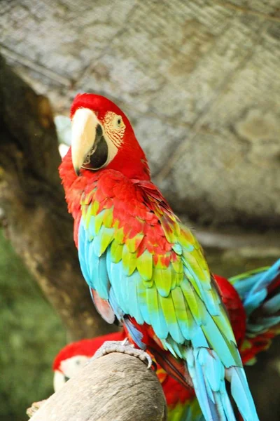 動物園で美しい Macore 鳥オウム — ストック写真