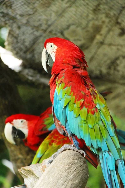 Macore pájaro loro hermoso en el zoológico —  Fotos de Stock