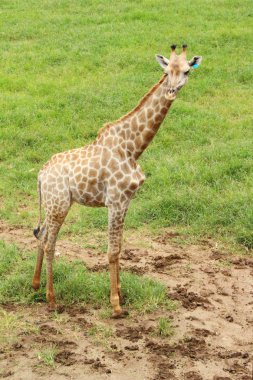 Hayvanat bahçesindeki zürafa