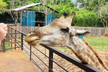 Hayvanat bahçesindeki zürafa