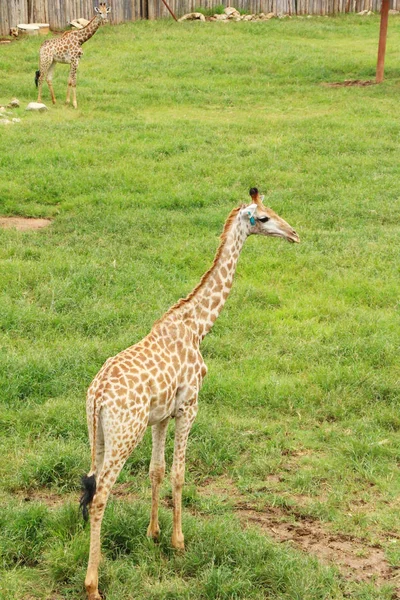Girafa no zoológico — Fotografia de Stock