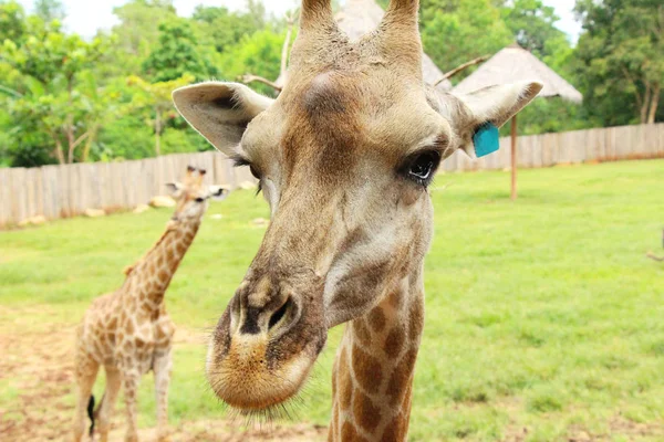 Жираф в зоопарке — стоковое фото
