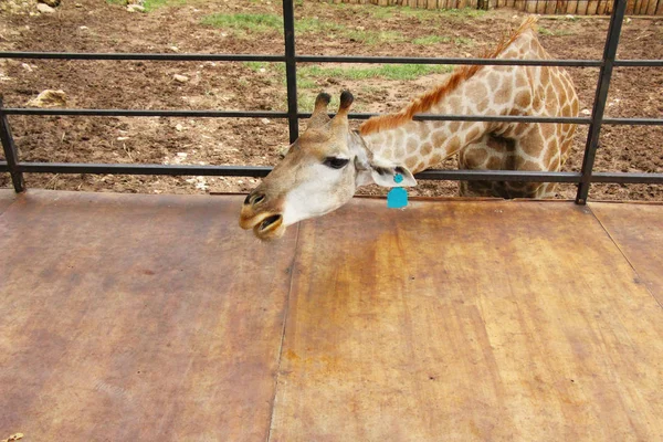 Giraffe im Zoo — Stockfoto