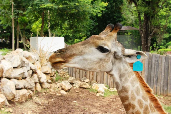 Hayvanat bahçesindeki zürafa — Stok fotoğraf