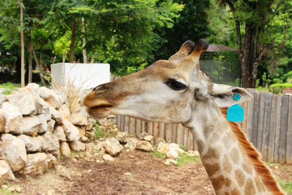 Girafe dans le zoo — Photo