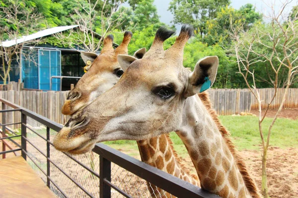 Žirafa v zoo — Stock fotografie