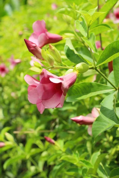 Roze bloem is schoonheid in de tuin — Stockfoto