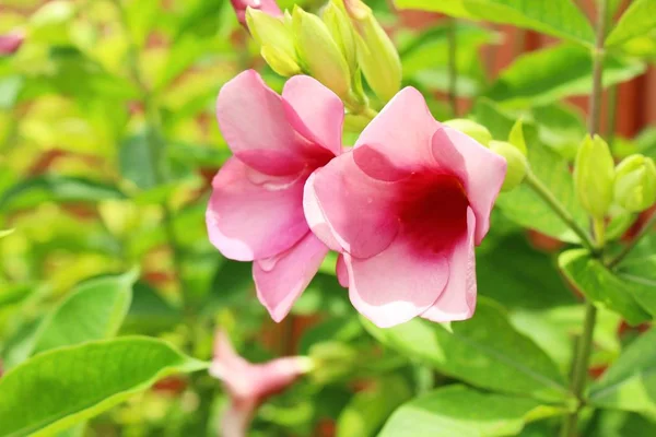 Розовый цветок красота в саду — стоковое фото