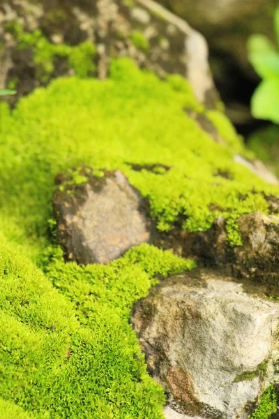 Green moss on rock floor with nature — Stock Photo, Image