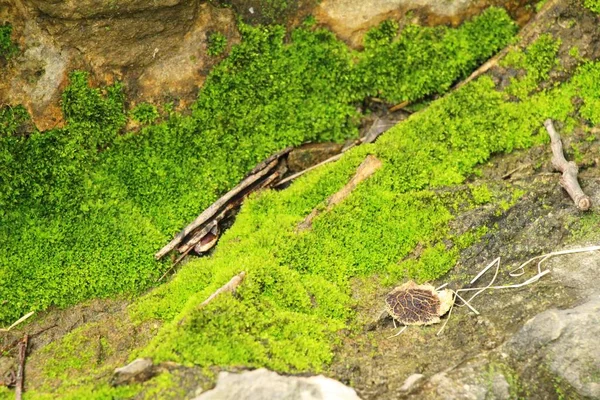 绿色的青苔上岩石底部与自然 — 图库照片