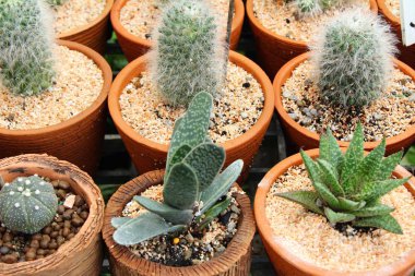 Güzel küçük tencerede kaktüs