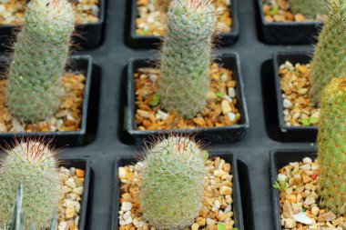 Güzel küçük tencerede kaktüs