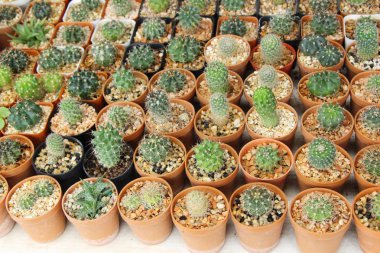 Güzel küçük tencerede kaktüs