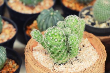 Güzel küçük tencerede kaktüs