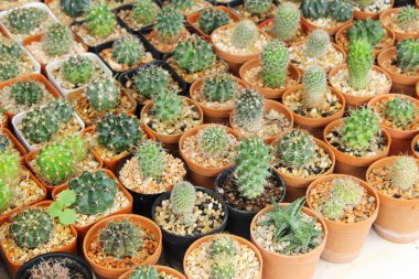 Güzel küçük tencerede kaktüs